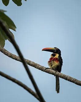 Puntarenas Province Prints: Toucan sitting in tree, Drake Bay, Puntarenas Province, Costa Rica, Central America