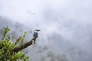 Toucan Prints: Toucan in the Valle de Cocora, Colombia, South America