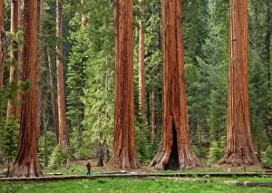 Leisure Gallery: Tourist admiring the Giant Sequoia trees (Sequoiadendron giganteum), hiking on the Big Trees trail