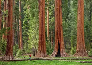Hiker Prints: Tourist admiring the Giant Sequoia trees (Sequoiadendron giganteum)