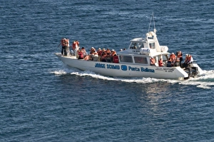Valdes Peninsula Prints: Tourist boat, Valdes Peninsula, Argentina, South America