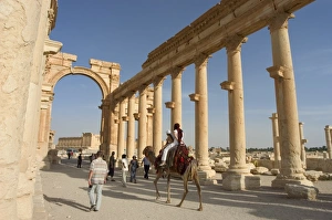 Tourist camel ride