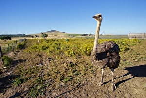 Ostriches Prints: Tourist Farm
