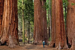 Hiker Prints: Tourist hiker, admiring the Giant Sequoia trees (Sequoiadendron giganteum)