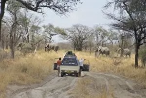 Dirt Track Prints: Tourist standing by car watching elephants cross road, Chobe National Park
