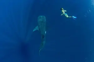 Diving Flippers Prints: Tourist swimming with a whale shark (Rhincodon typus) in Honda Bay, Palawan