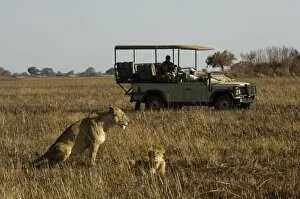 Tourist taking pictures of lioness and cub, Busanga Plains, Kafue National Park