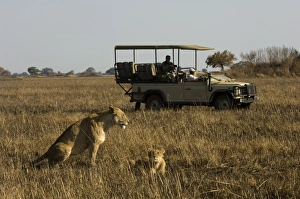 Images Dated 17th July 2007: Tourist taking pictures of lioness and cub, Busanga Plains, Kafue National Park