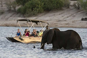 Tourist watching an African elephant (Loxodonta africana), crossing the river Chobe Tourist watching an African elephant (Loxodonta africana), crossing the river Chobe