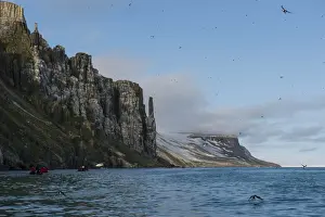 Colonies Prints: Tourist in zodiacs looking at cliffs of Alkerfjellet with thousands of kittywakes