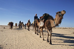 Working Animal Prints: Tourists on camel trek