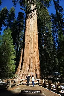 Natural Landmark Gallery: Tourists dwarfed by the General Sherman Sequoia Tree