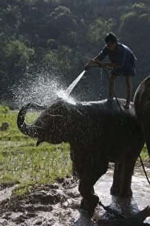 Tourists and elephants at the Anantara Golden Triangle Resort, Sop Ruak