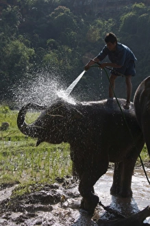 Images Dated 3rd January 2008: Tourists and elephants at the Anantara Golden Triangle Resort, Sop Ruak
