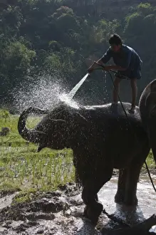 Washin G Prints: Tourists and elephants at the Anantara Golden Triangle Resort, Sop Ruak
