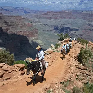 Grand Canyon Prints: Tourists on horseback returning from trekking in the Grand Canyon