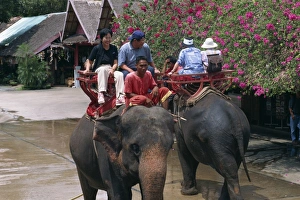 Working Animal Prints: Tourists ride on elephants in the Rose Garden at Nakhon
