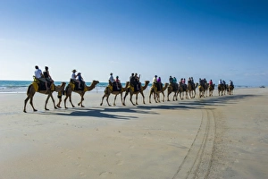 Camels Prints: Tourists riding on camels on Cable Beach, Broome, Western Australia, Australia, Pacific