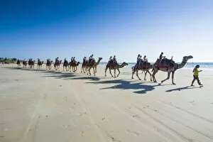 Images Dated 8th October 2008: Tourists riding on camels on Cable Beach, Broome, Western Australia, Australia, Pacific