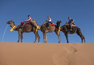 20 25 Prints: Tourists riding camels in the Erg Chebbi Desert, Sahara Desert, Morocco, North Africa