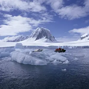 Inflatable Prints: Tourists in rigid inflatable boat approach a seal lying on the ice