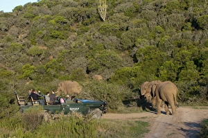 Images Dated 20th April 2010: Tourists in safari vehicle looking at elephant (Loxodonta africana), Kariega Game Reserve