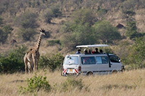 Tourists on safari watching giraffes, Masai Mara National Reserve, Kenya Tourists on safari watching giraffes, Masai Mara National Reserve, Kenya