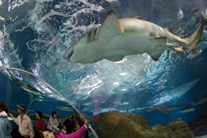 Images Dated 3rd November 2007: Tourists at the Shanghai Aquarium in Pudong District, Shanghai, China, Asia