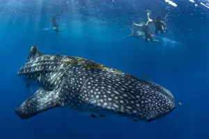 4 People Prints: Tourists snorkelling with a whale shark (Rhincodon typus) in Honda Bay, Palawan