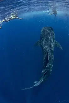 Tourists snorkelling with a whale shark (Rhincodon typus) in Honda Bay, Palawan