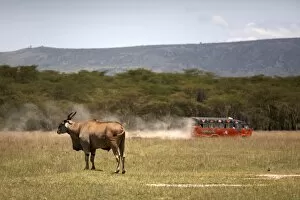 Tourists speed past an eland antelope at Lake Nakuru National Park, Kenya