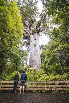 Northland Prints: Tourists at Tane Mahuta (Lord of the Forest), the largest Kauri Tree in New Zealand