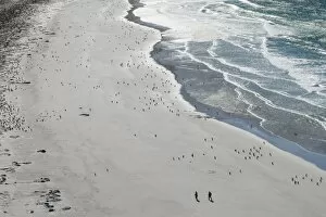 Flightless Bird Gallery: Tourists walking between a huge numbers of Long-tailed gentoo penguins (Pygoscelis papua)