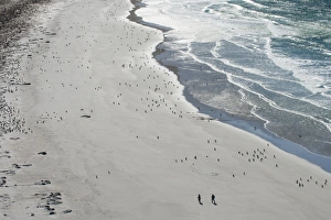 Flightless Bird Gallery: Tourists walking between a huge numbers of Long-tailed gentoo penguins (Pygoscelis papua)