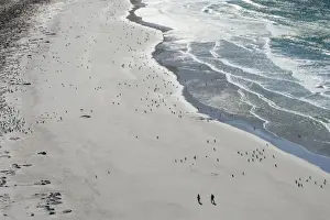 Sea Bird Prints: Tourists walking between a huge numbers of Long-tailed gentoo penguins (Pygoscelis papua)