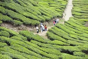 Images Dated 25th September 2009: Tourists walking in a tea plantation, BOH Sungai Palas Tea Estate, Cameron Highlands