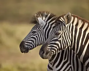 Tow common zebra (Plains zebra) (Burchells zebra) (Equus burchelli), Addo Elephant National Park, South Africa, Africa