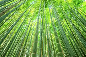 Mindfulness Prints: Towering bamboo trees forming a natural canopy in the Arashiyama Bamboo Forest