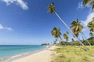 Carlisle Bay Prints: Towering coconut palms stretching towards the Caribbean Sea near Carlisle Bay. Antigua