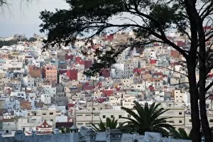 Town of Tangier from opposite hill through trees, Morocco, North Africa, Africa