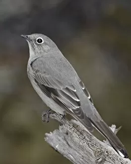 Images Dated 20th January 2010: Townsends solitaire (Myadestes townsendi), Abiquiu Lake, New Mexico