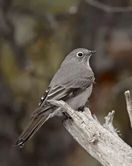 Images Dated 20th January 2010: Townsends solitaire (Myadestes townsendi), Abiquiu Lake, New Mexico