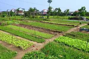 Gardening Prints: Tra Que Village herb garden, Japan