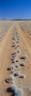 Waste Land Prints: Track through sand with scrub