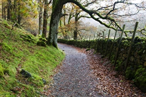 Wood Land Prints: Track through Woodland near Grange