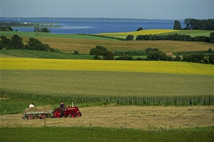Tractor Prints: Tractor in field at harvest time, east of Faborg, Funen Island, Denmark