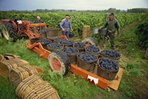 St Joseph Prints: Tractor trailer loaded with black grapes, men and women grape pickers in vineyard, St