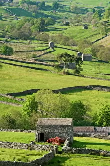 Traditional barns and dry stone walls in Swaledale, Yorkshire Dales National Park