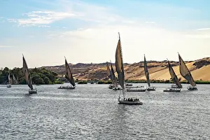 Sailboats Prints: Traditional Felucca boats on the Nile River, Egypt