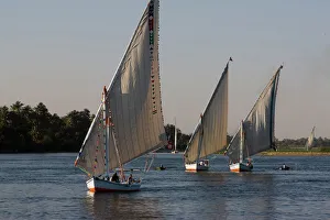 Images Dated 9th April 2009: Traditional felucca sailing boats on the River Nile near Luxor, Egypt, North Africa, Africa